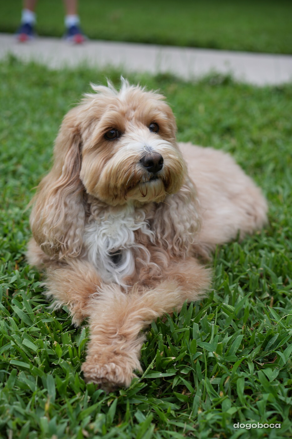 Woody photographed at Mizner Bark Dog Park on September 10, 2026