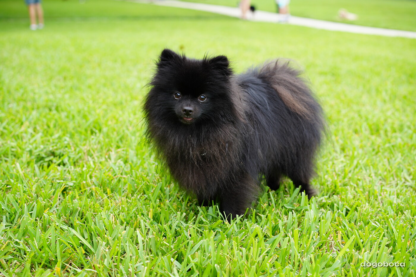 A dog photographed at Mizner Bark Dog Park