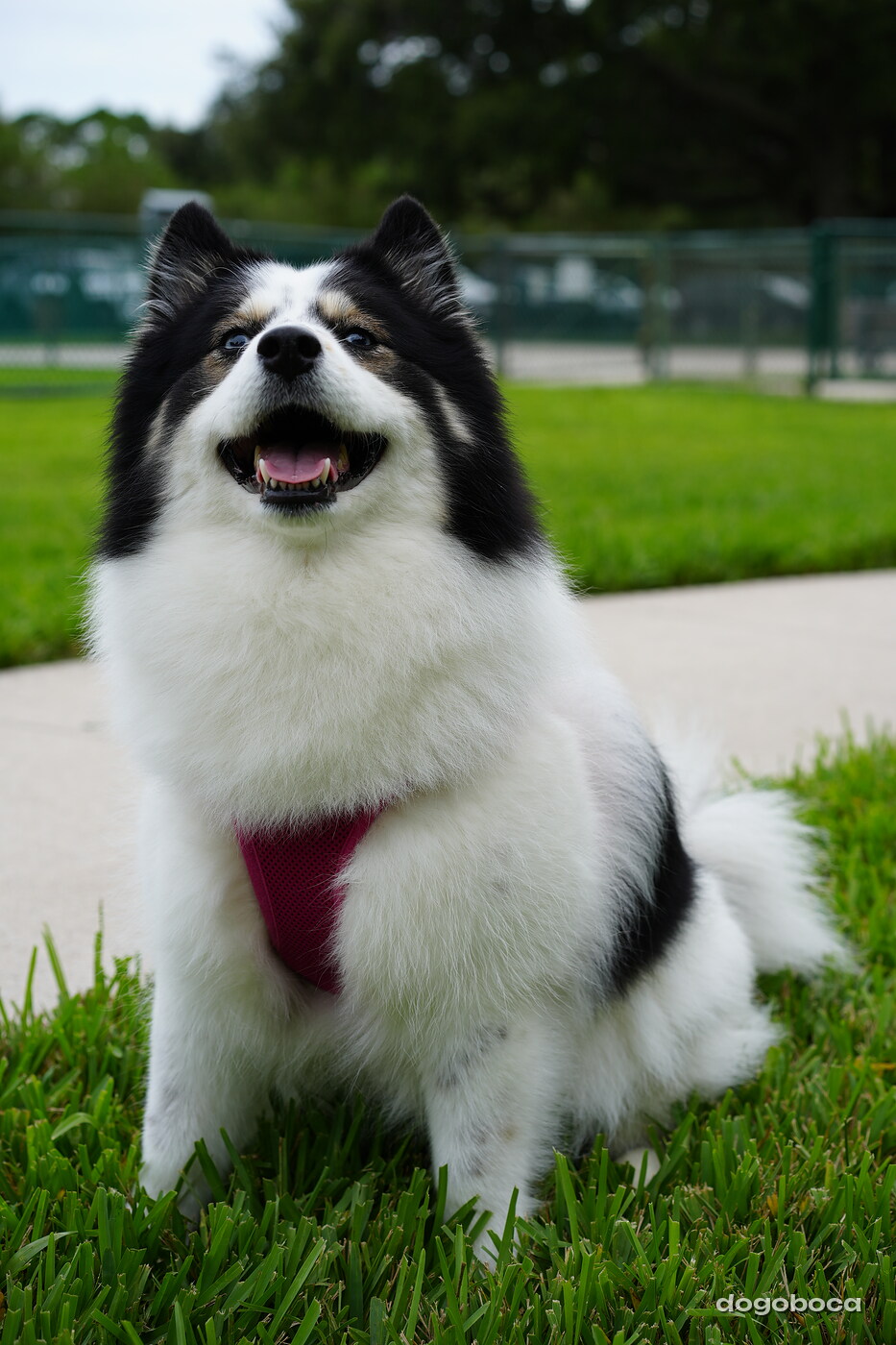Dog photographed at Mizner Bark Dog Park on September 10, 2026