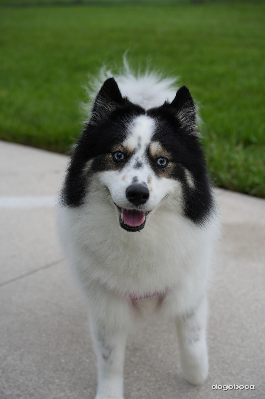 Dog photographed at Mizner Bark Dog Park on September 10, 2026