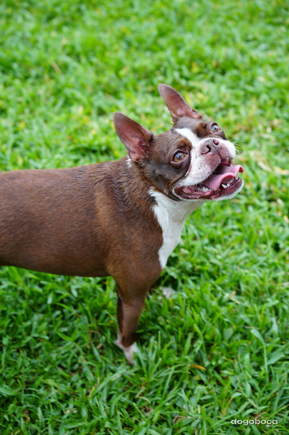 A dog photographed at Mizner Bark Dog Park