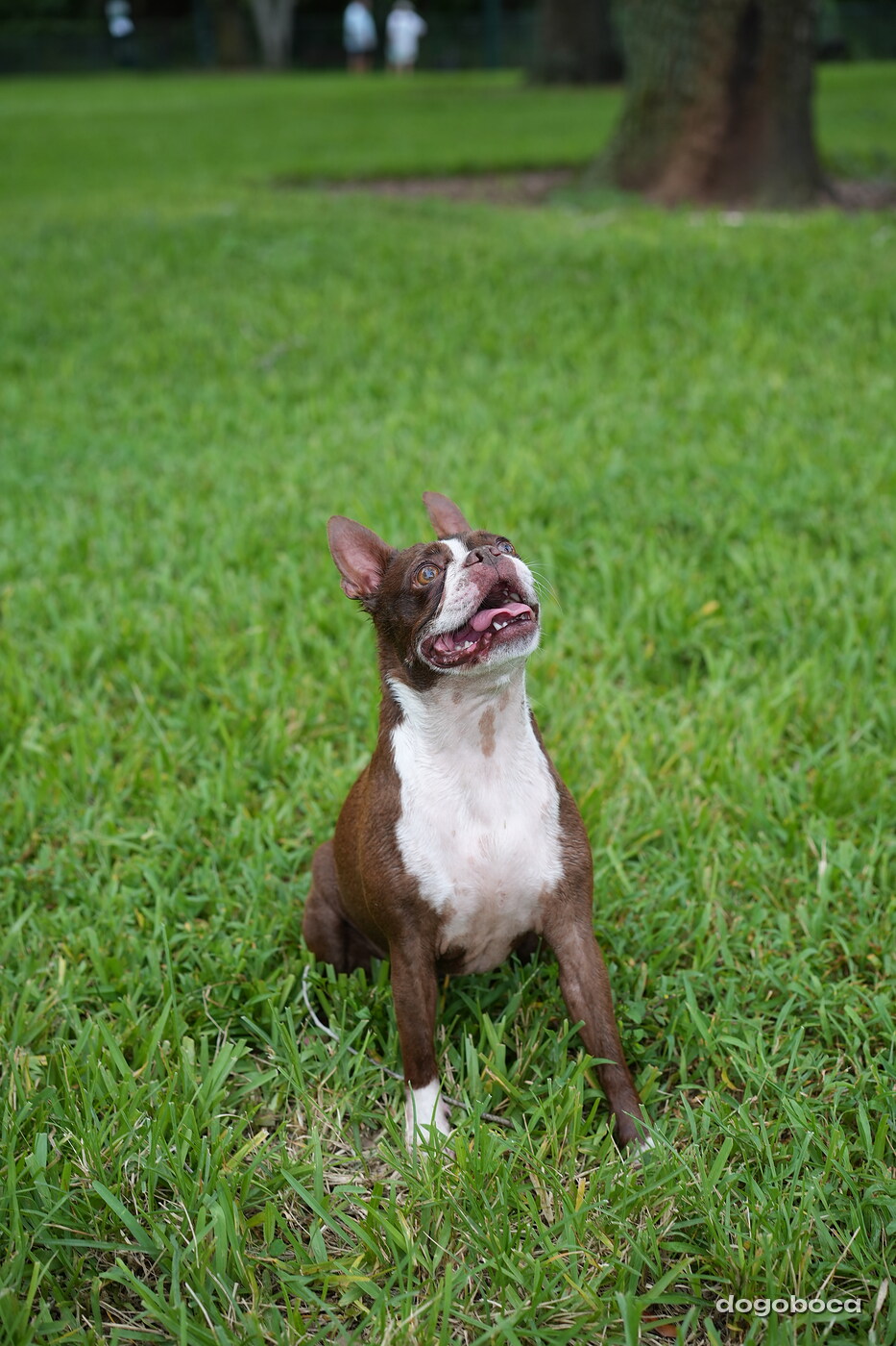 Dog photographed at Mizner Bark Dog Park on September 10, 2026
