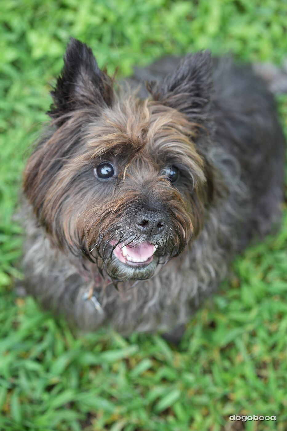 A dog photographed at Mizner Bark Dog Park