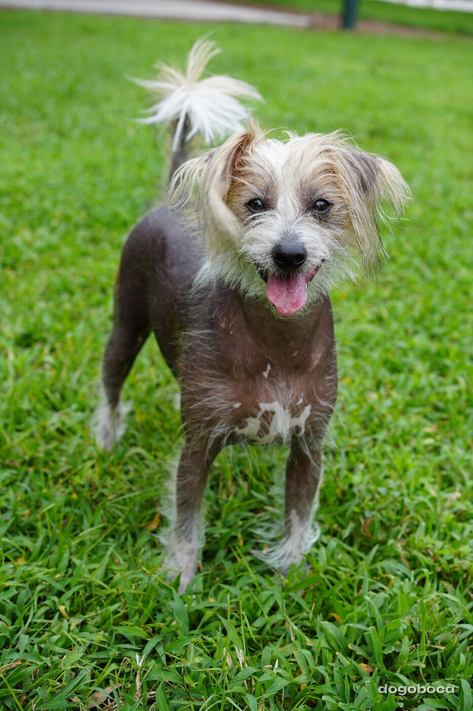 Dog photographed at Mizner Bark Dog Park on September 10, 2026