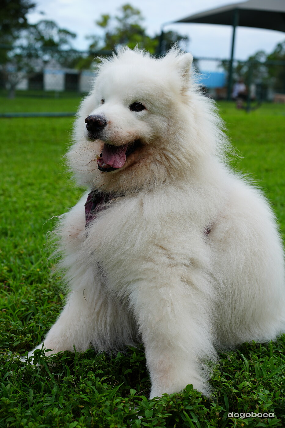 Eco photographed at Mizner Bark Dog Park