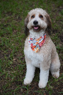 Lola photographed at Mizner Bark Dog Park on September 10, 2026