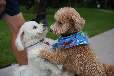 Kash photographed at Mizner Bark Dog Park on September 10, 2026