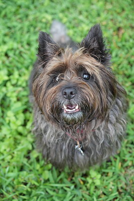 Dog photographed at Mizner Bark Dog Park on September 10, 2026