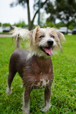 Dog photographed at Mizner Bark Dog Park on September 10, 2026
