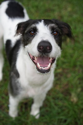 Oreo photographed at Mizner Bark Dog Park on September 10, 2026
