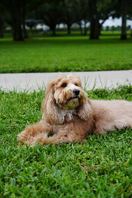Woody photographed at Mizner Bark Dog Park on September 10, 2026