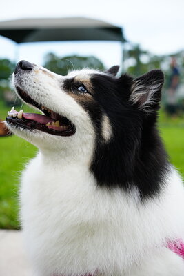 Dog photographed at Mizner Bark Dog Park on September 10, 2026