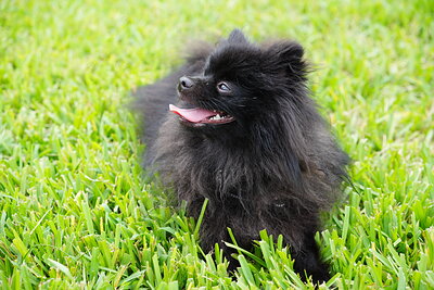 Dog photographed at Mizner Bark Dog Park on September 10, 2026