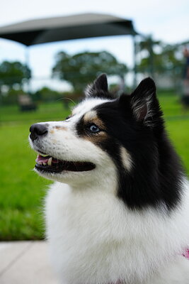 Dog photographed at Mizner Bark Dog Park on September 10, 2026