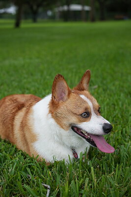 Toby photographed at Mizner Bark Dog Park on September 10, 2026