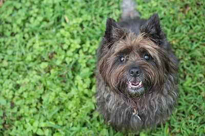 Dog photographed at Mizner Bark Dog Park on September 10, 2026