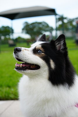 Dog photographed at Mizner Bark Dog Park on September 10, 2026