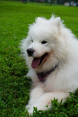 Eco photographed at Mizner Bark Dog Park on September 10, 2026