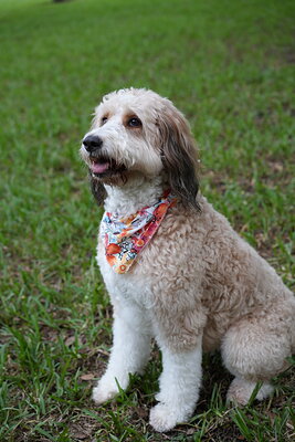 Lola photographed at Mizner Bark Dog Park on September 10, 2026