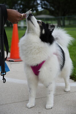Dog photographed at Mizner Bark Dog Park on September 10, 2026