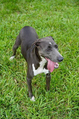 Dog photographed at Mizner Bark Dog Park on September 10, 2026