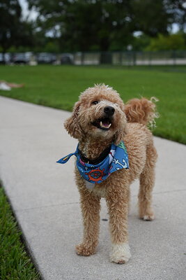 Kash photographed at Mizner Bark Dog Park on September 10, 2026