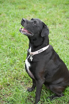 Dog photographed at Mizner Bark Dog Park on September 10, 2026