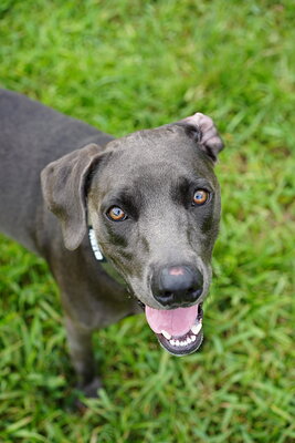Dog photographed at Mizner Bark Dog Park on September 10, 2026