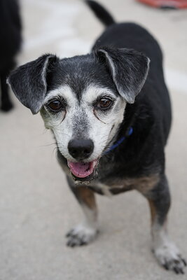 Dog photographed at Mizner Bark Dog Park on September 10, 2026