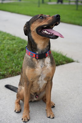 Scotty photographed at Mizner Bark Dog Park on September 10, 2026