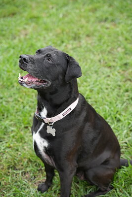 Dog photographed at Mizner Bark Dog Park on September 10, 2026