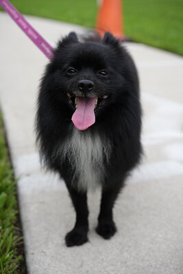 Dog photographed at Mizner Bark Dog Park on September 10, 2026