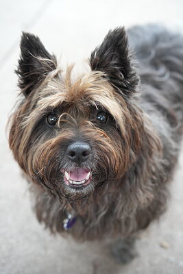 Dog photographed at Mizner Bark Dog Park on September 10, 2026