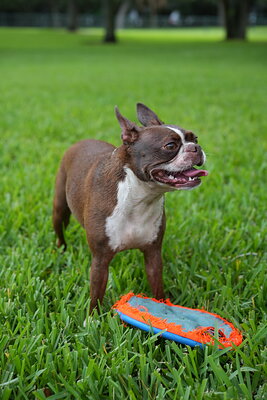 Dog photographed at Mizner Bark Dog Park on September 10, 2026
