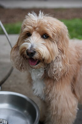 Woody photographed at Mizner Bark Dog Park on September 10, 2026