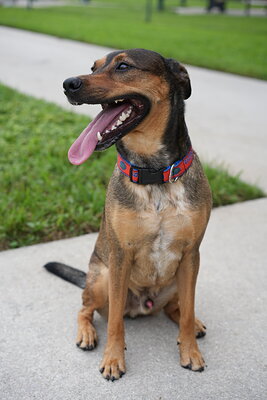 Scotty photographed at Mizner Bark Dog Park on September 10, 2026