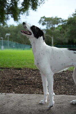 Oreo photographed at Mizner Bark Dog Park on September 10, 2026