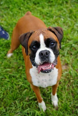 Dog photographed at Mizner Bark Dog Park on September 10, 2026
