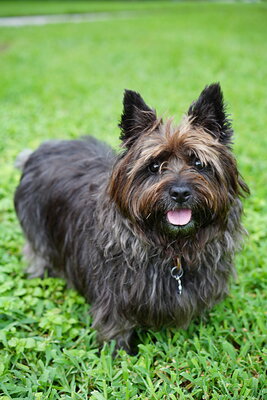 Dog photographed at Mizner Bark Dog Park on September 10, 2026