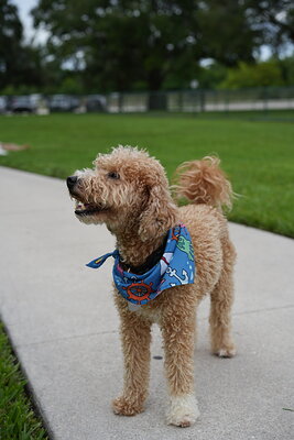 Kash photographed at Mizner Bark Dog Park on September 10, 2026