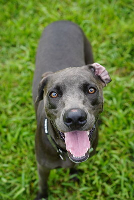 Dog photographed at Mizner Bark Dog Park on September 10, 2026