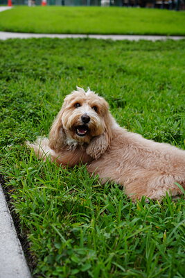 Woody photographed at Mizner Bark Dog Park on September 10, 2026