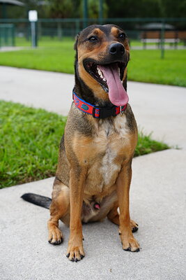 Scotty photographed at Mizner Bark Dog Park on September 10, 2026