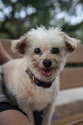 Dog photographed at Mizner Bark Dog Park on September 10, 2026