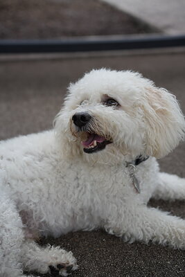 Dog photographed at Mizner Bark Dog Park on September 10, 2026