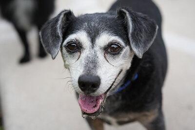 Dog photographed at Mizner Bark Dog Park on September 10, 2026
