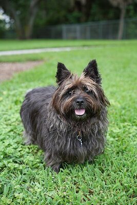 Dog photographed at Mizner Bark Dog Park on September 10, 2026