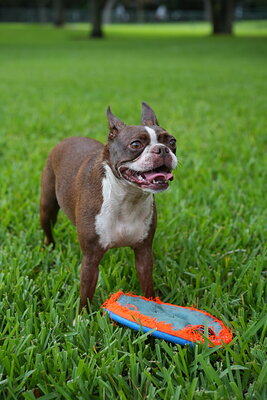 Dog photographed at Mizner Bark Dog Park on September 10, 2026
