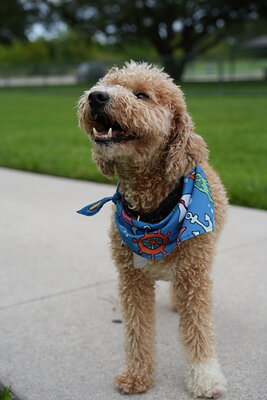 Kash photographed at Mizner Bark Dog Park on September 10, 2026