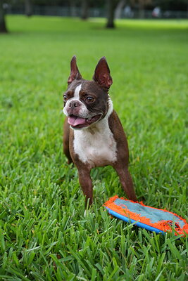 Dog photographed at Mizner Bark Dog Park on September 10, 2026